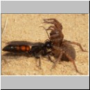 Anoplius viaticus - wegwespe-07.jpg